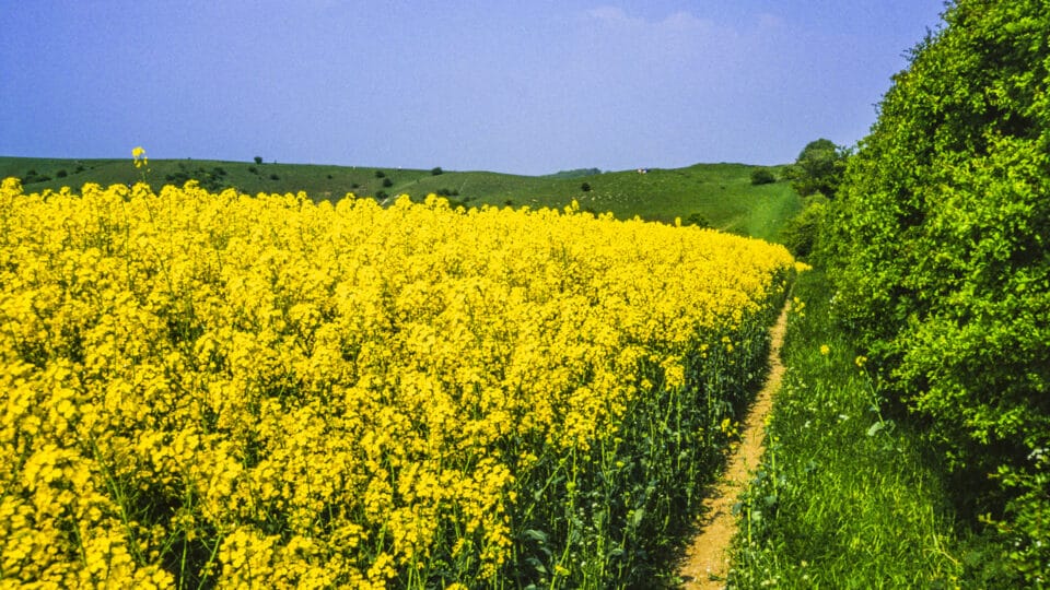 View of a Footpath Beside a Field of Bright Yellow Flowers in Bedforshire